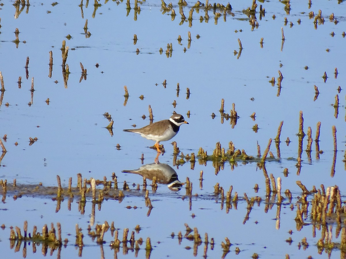 Common Ringed Plover - ML617235388