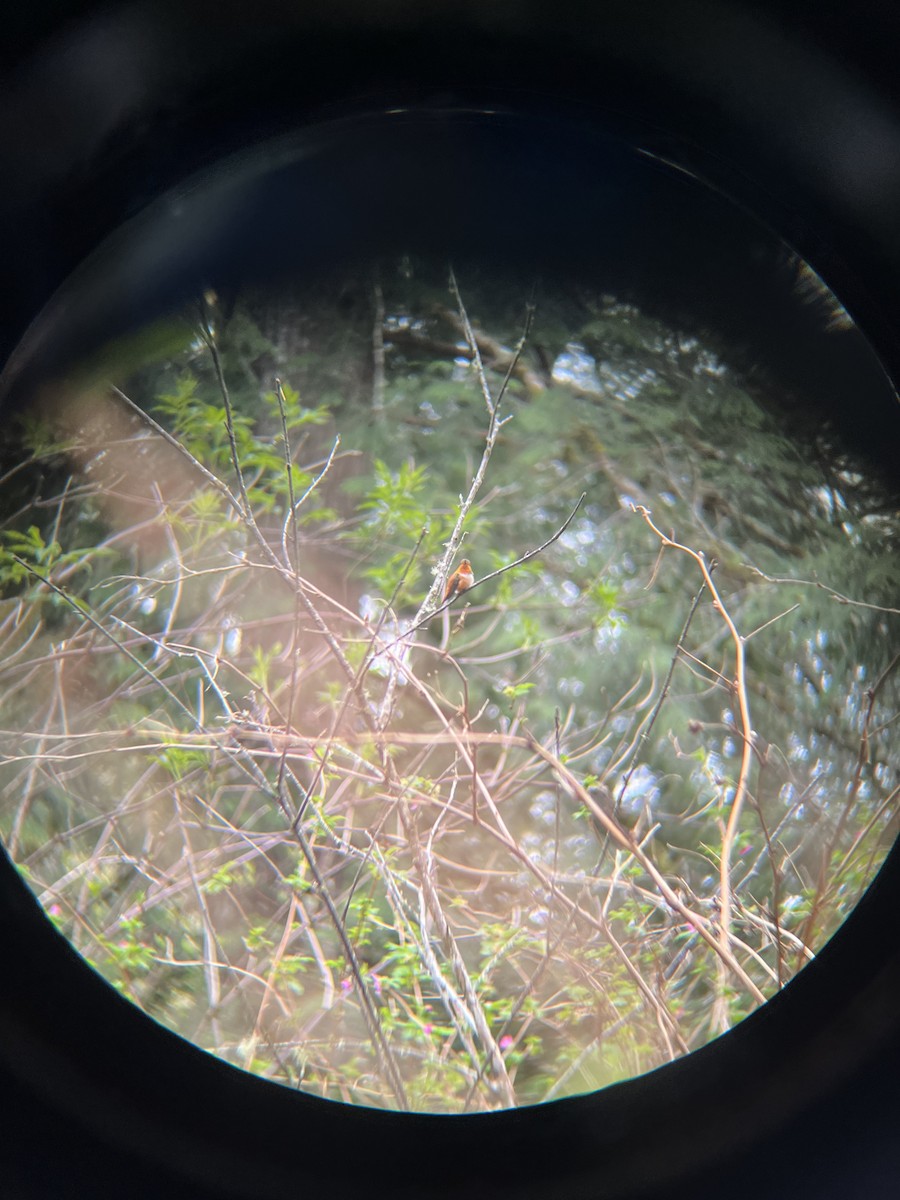 Rufous Hummingbird - ML617235391