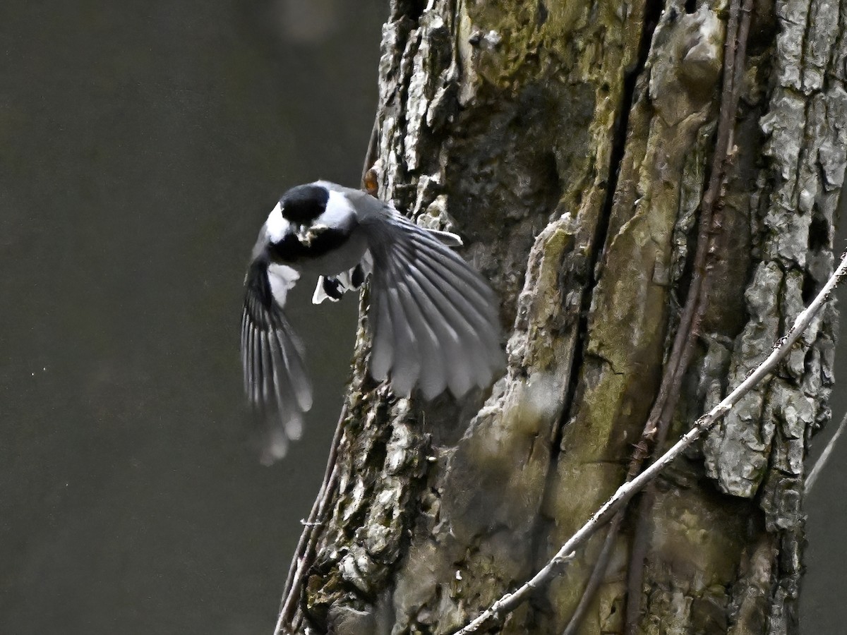 Black-capped Chickadee - ML617235400