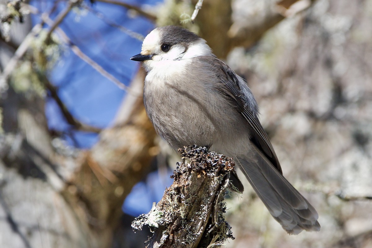 Canada Jay (Boreal) - Dimitris Salas