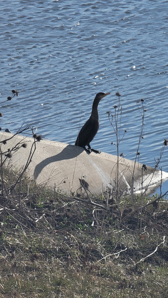 Double-crested Cormorant - ML617235495