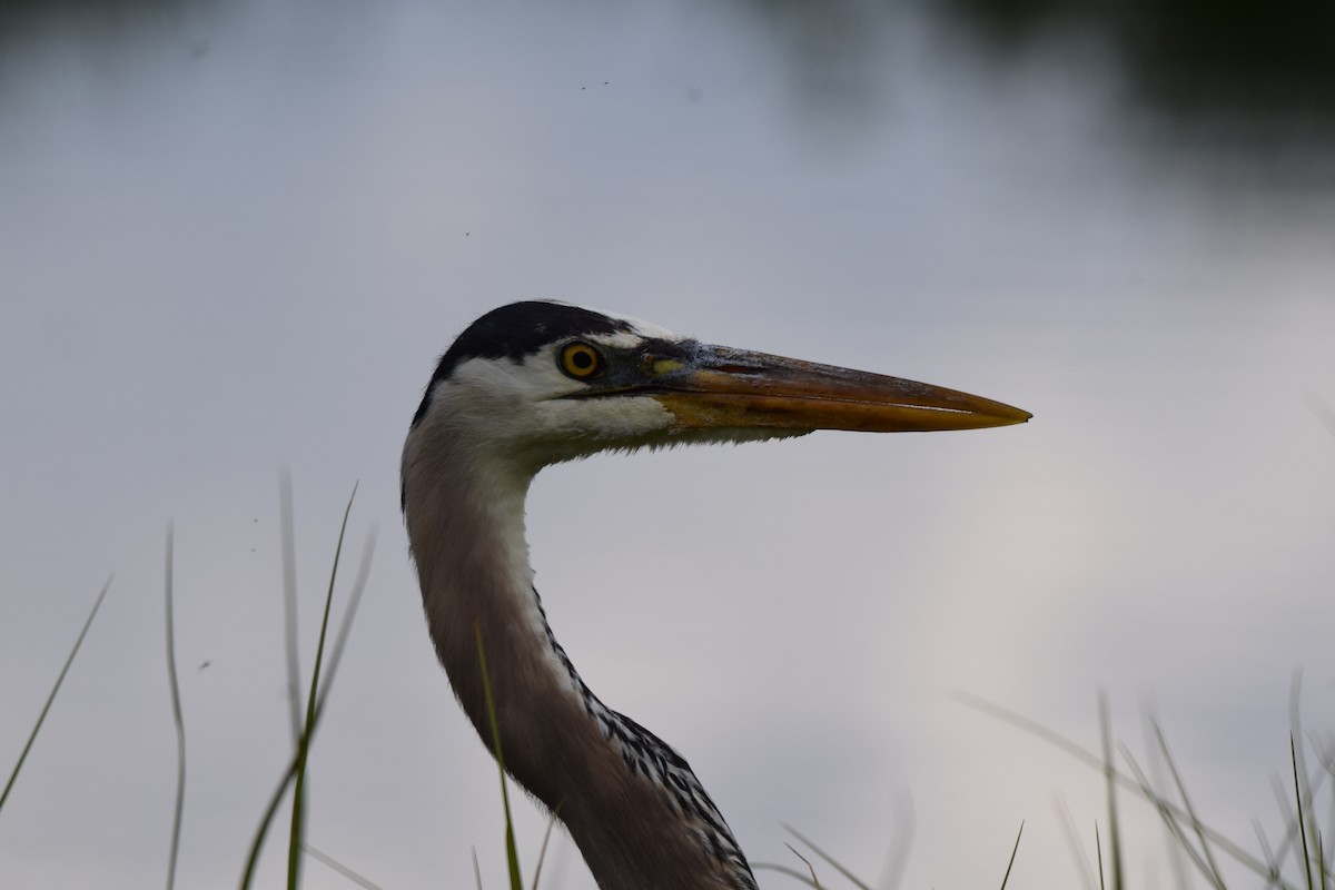 Great Blue Heron - ML617235496