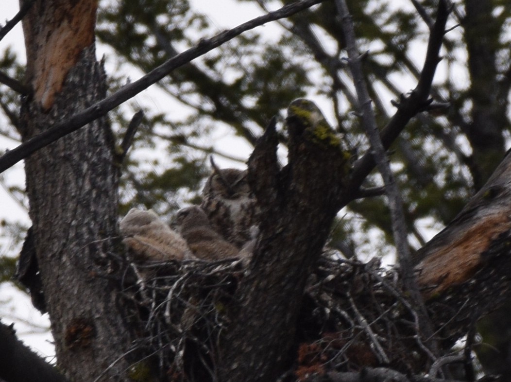 Great Horned Owl - ML617235540