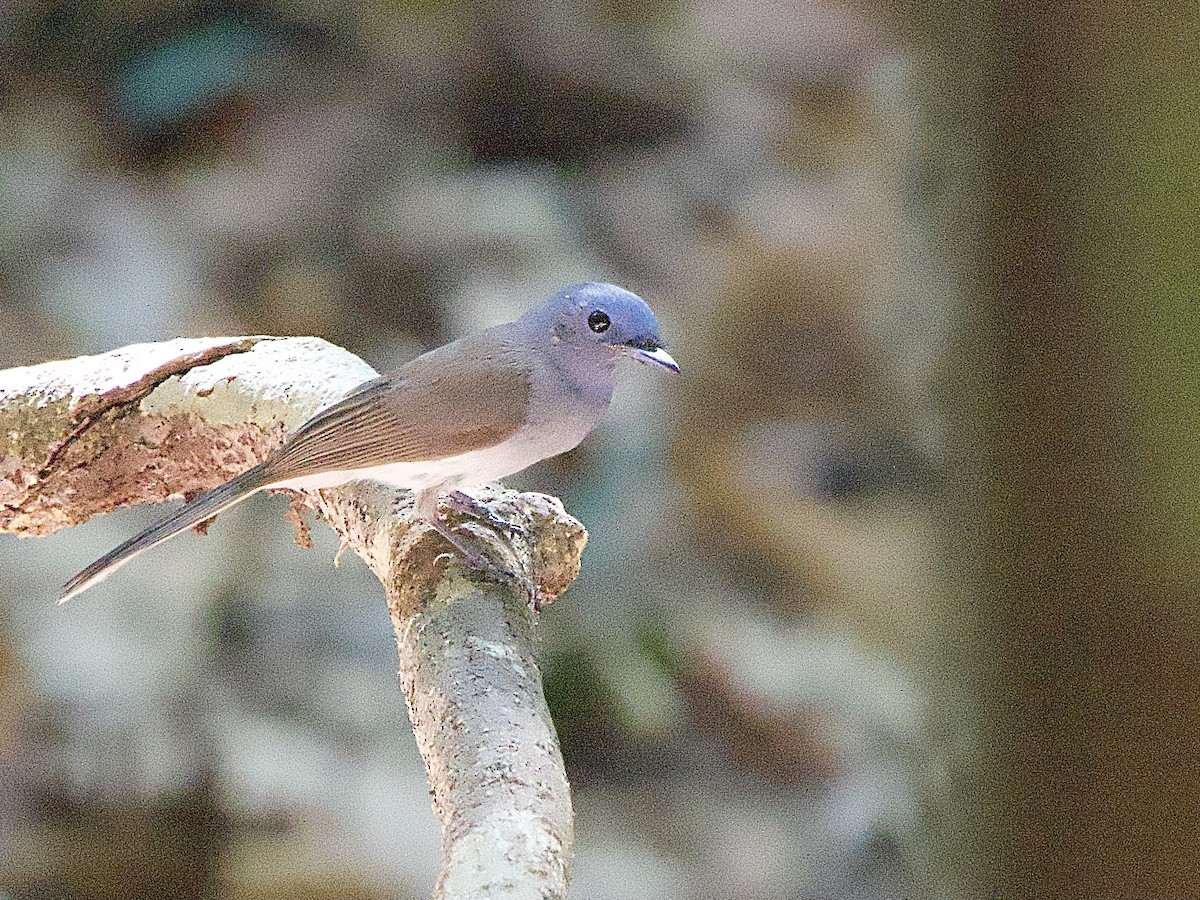 Black-naped Monarch - ML617235565