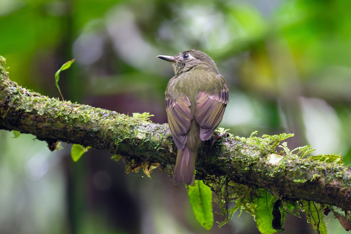 Olive-striped Flycatcher - Zbigniew Wnuk