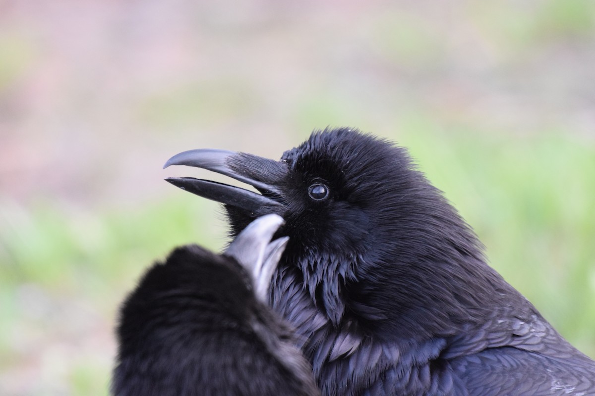 Common Raven - Nick Kowalske