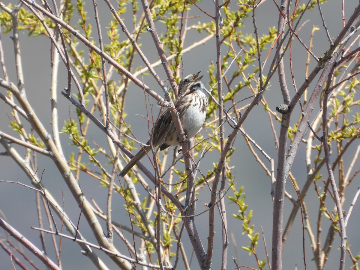 Song Sparrow - ML617235584