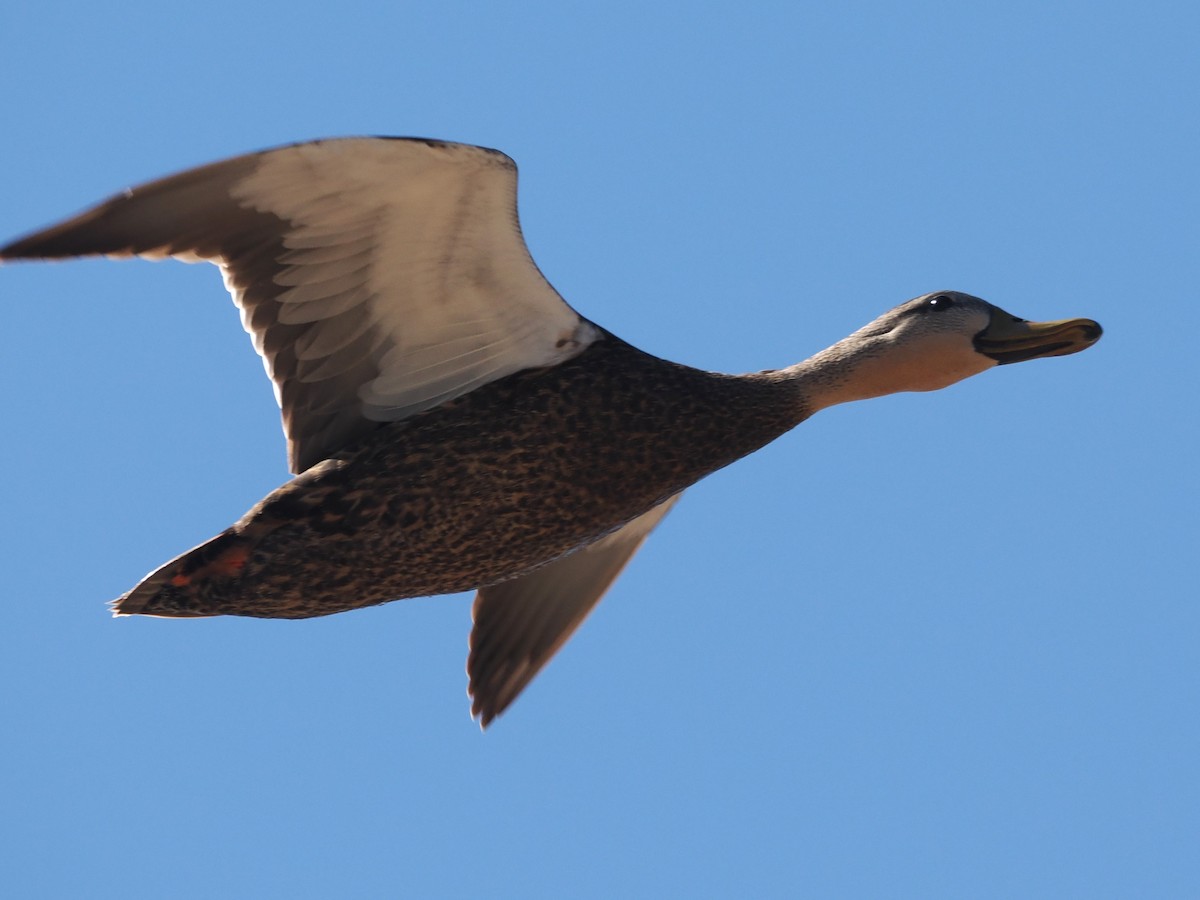 Mottled Duck - ML617235586