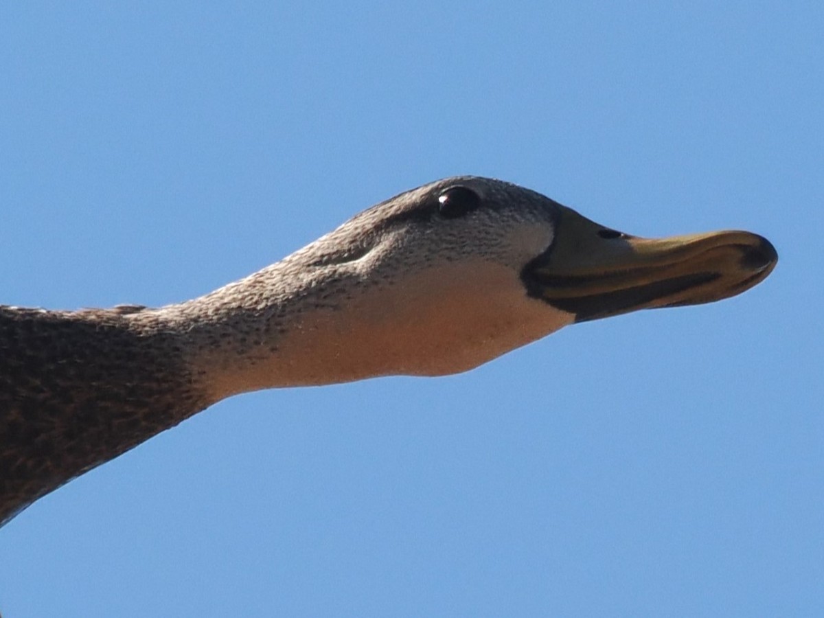 Mottled Duck - ML617235616