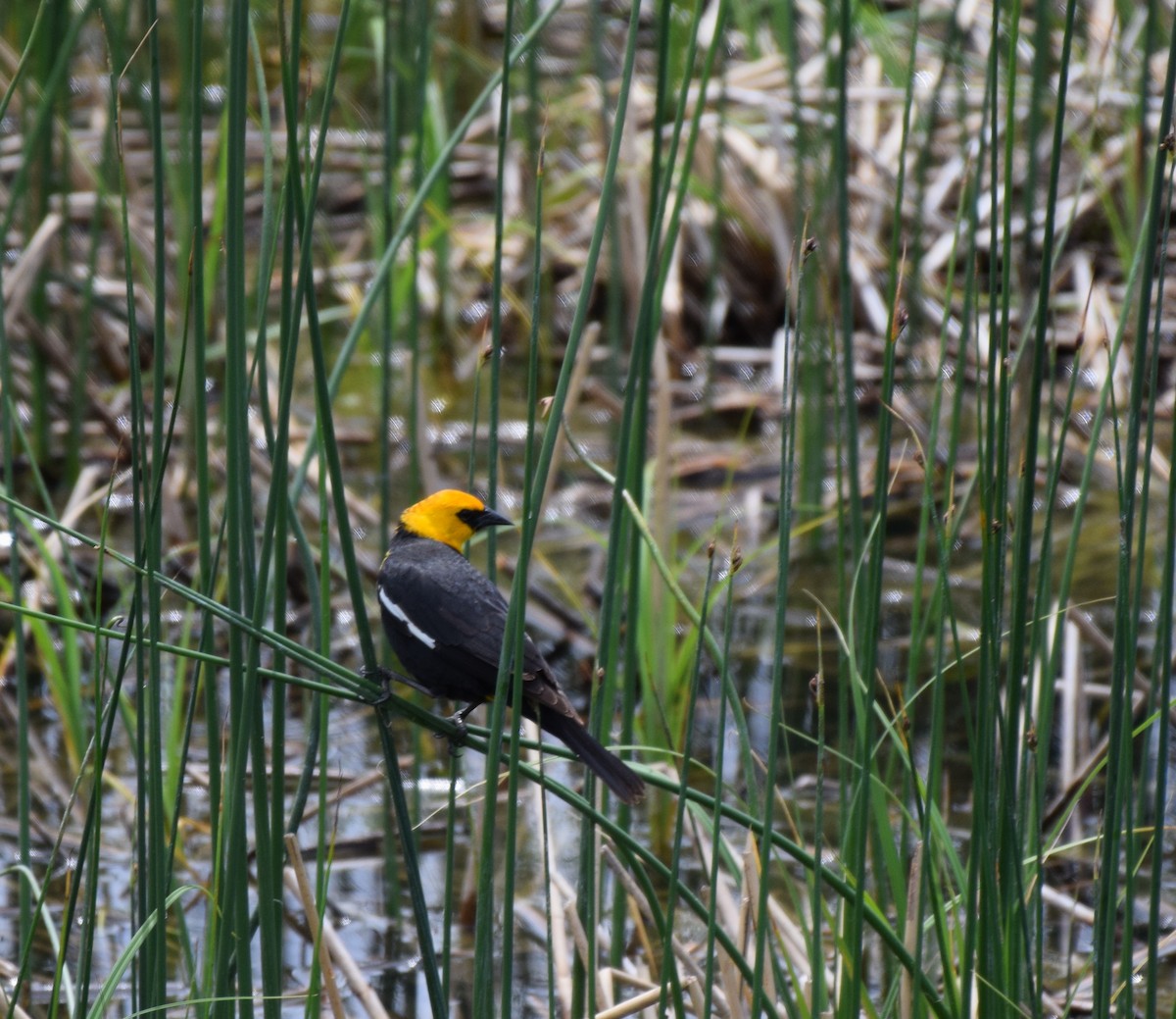 Yellow-headed Blackbird - Nick Kowalske