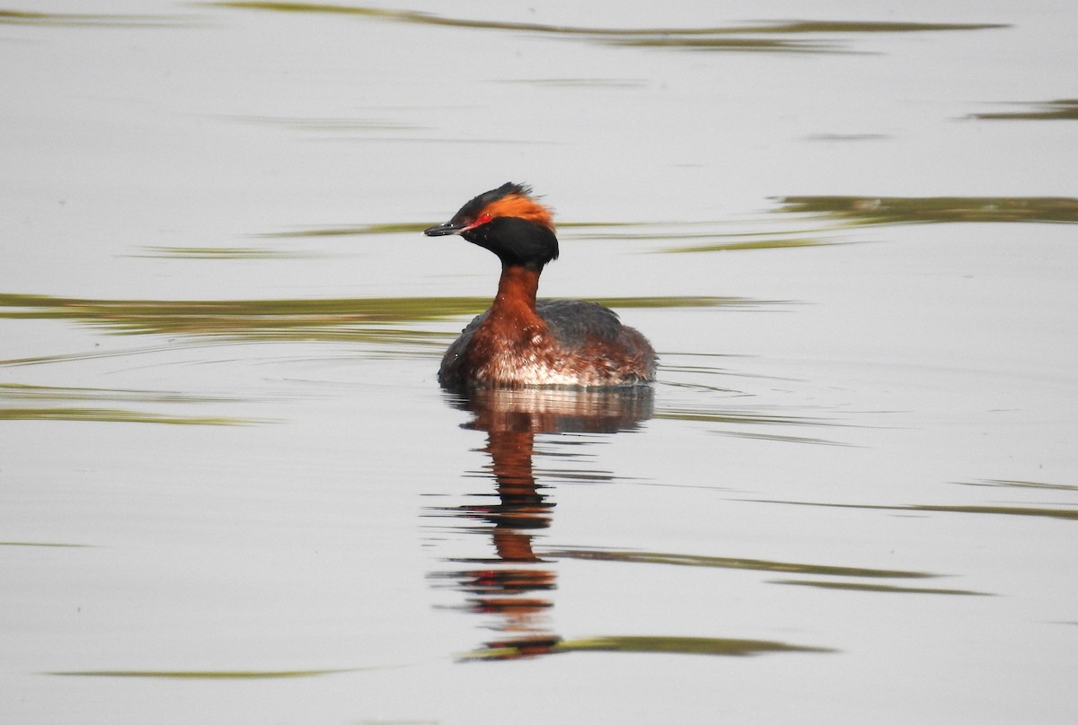 Horned Grebe - ML617235647