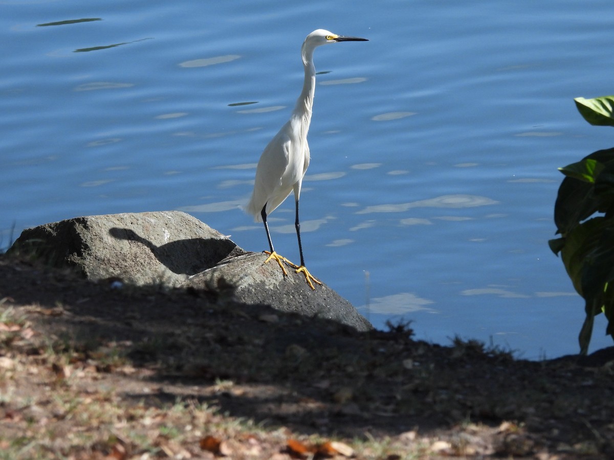 Snowy Egret - ML617235665