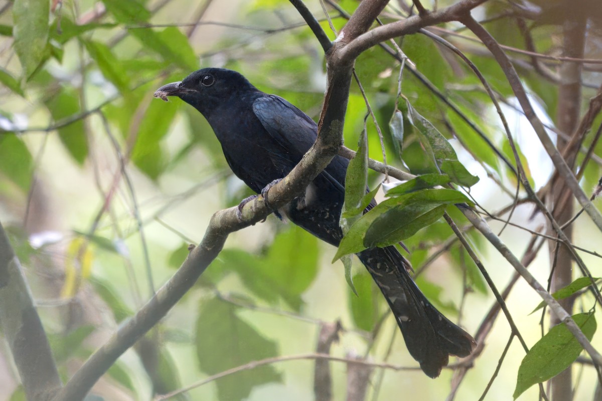 Square-tailed Drongo-Cuckoo - ML617235666