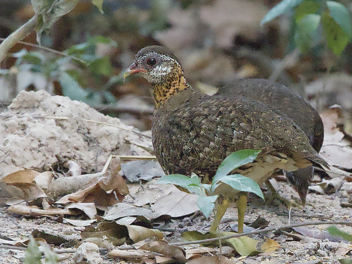 Scaly-breasted Partridge - ML617235747