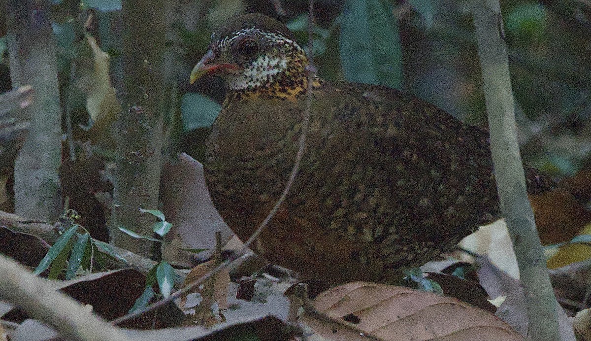 Scaly-breasted Partridge - ML617235748