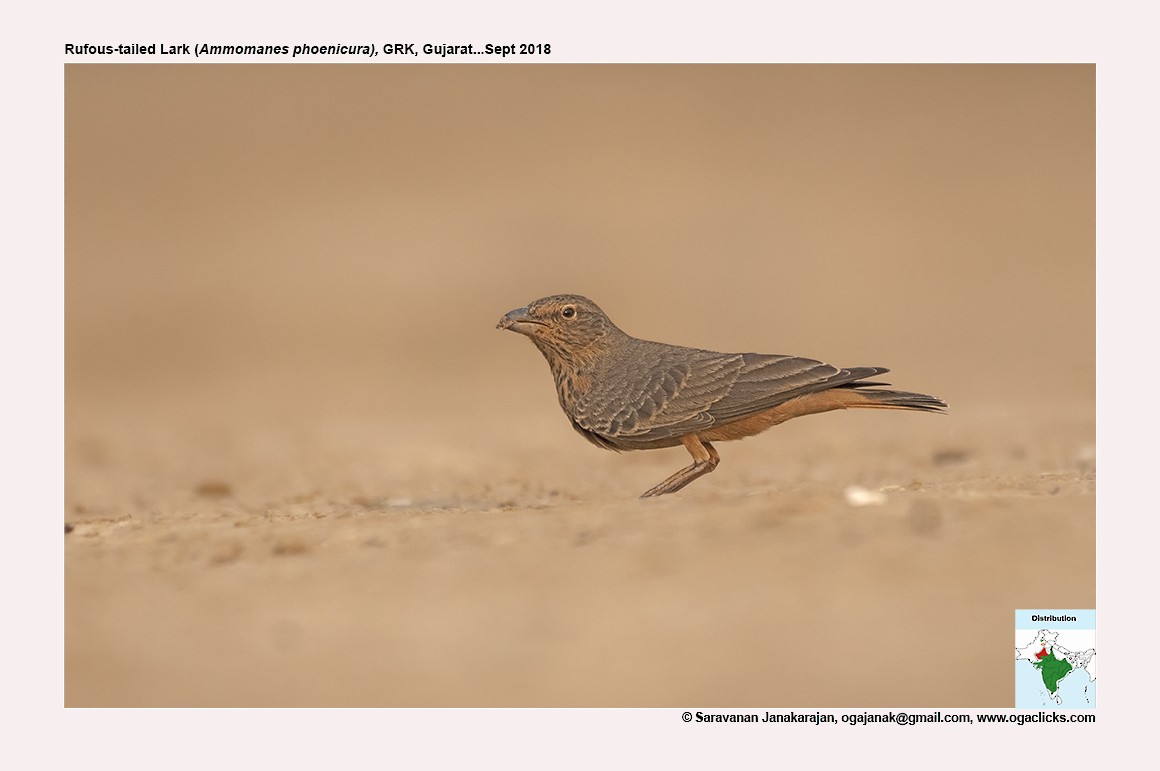 Rufous-tailed Lark - ML617235763