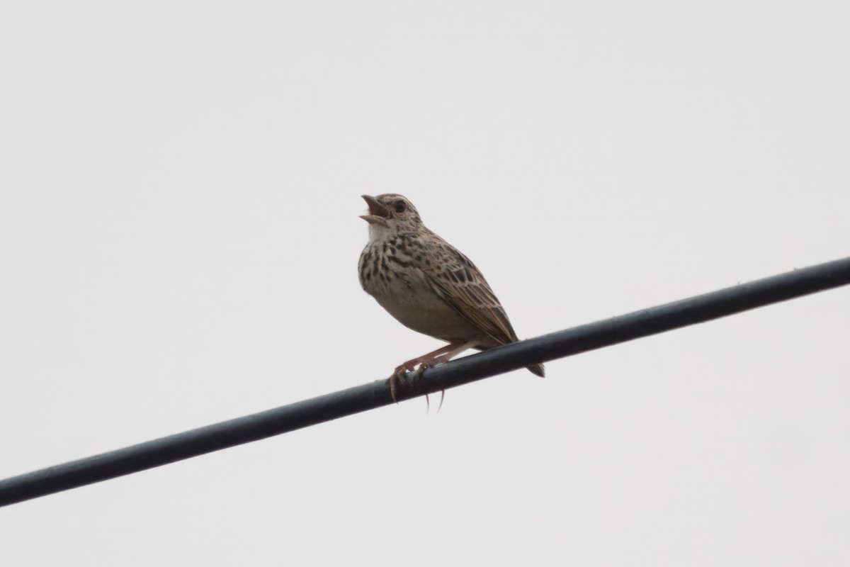 Indochinese Bushlark - ML617235773