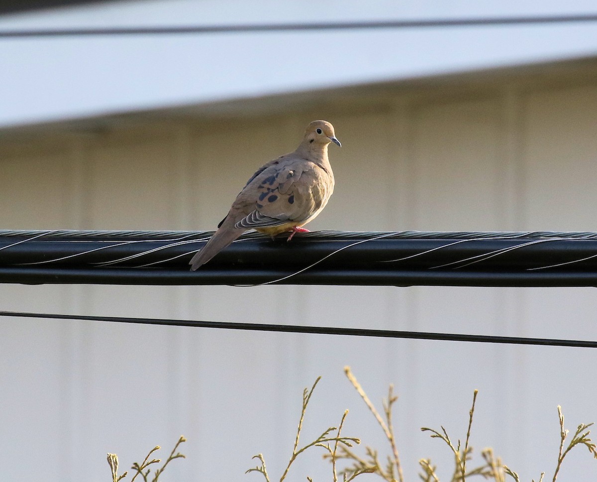 Mourning Dove - ML617235774