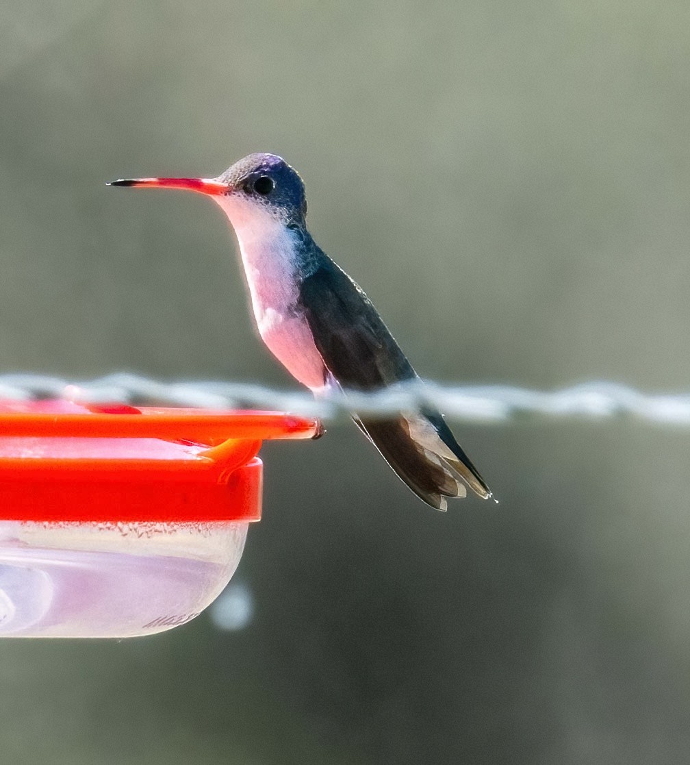 Violet-crowned Hummingbird - ML617235881