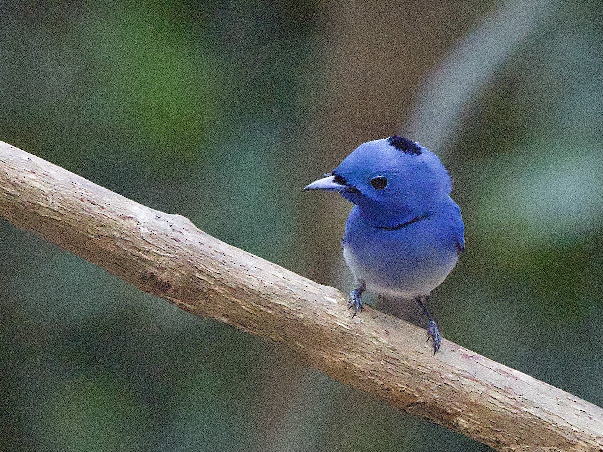 Black-naped Monarch - ML617235883