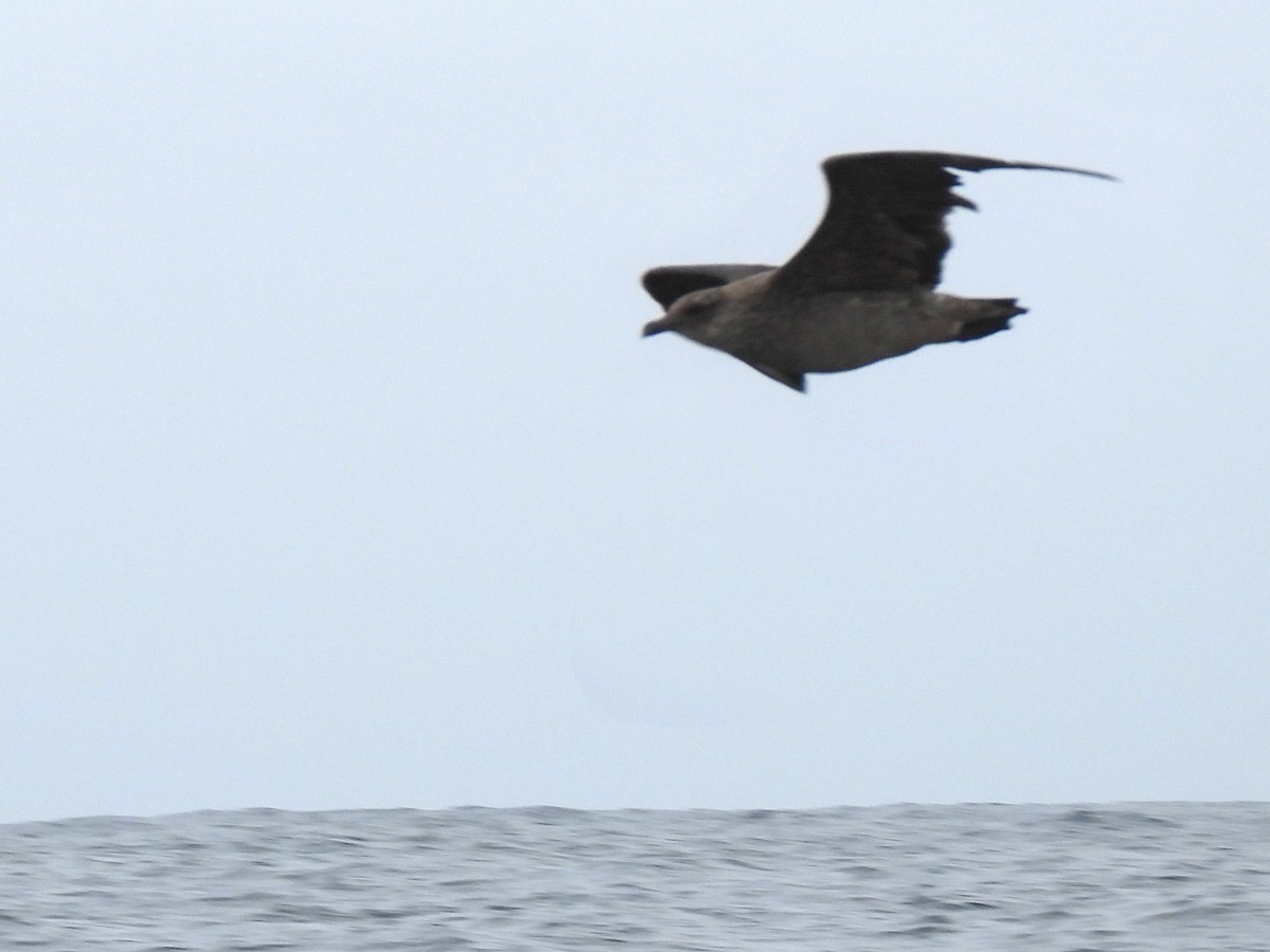 skua sp. - Daniel Lane