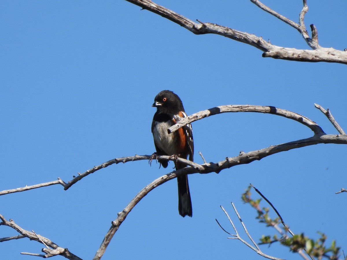 Spotted Towhee - ML617235921