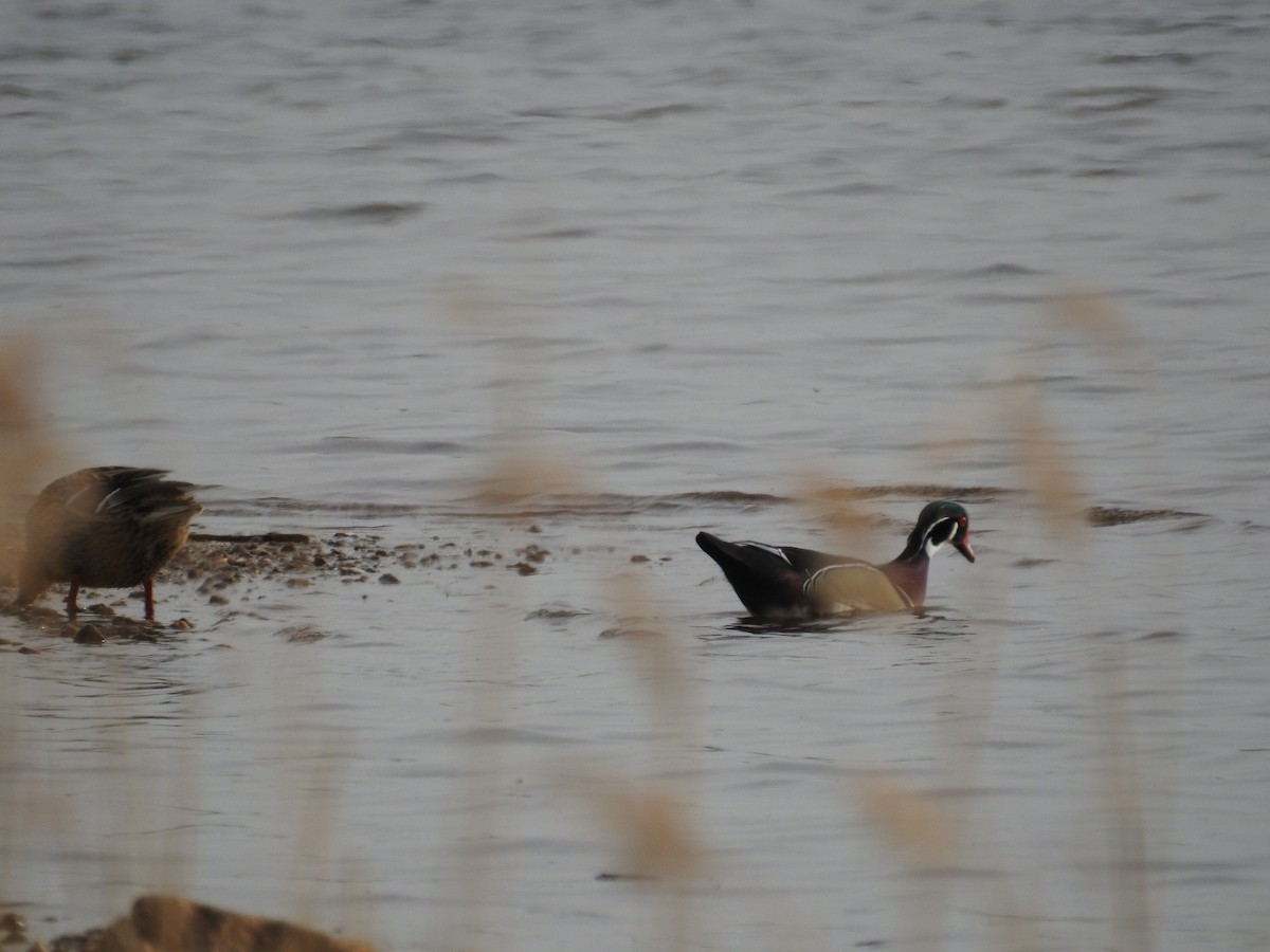 Wood Duck - ML617236078