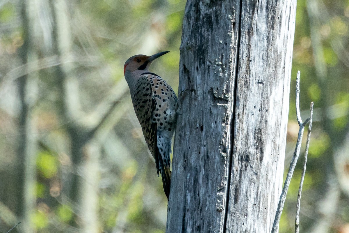 Northern Flicker - KIRK BELLER