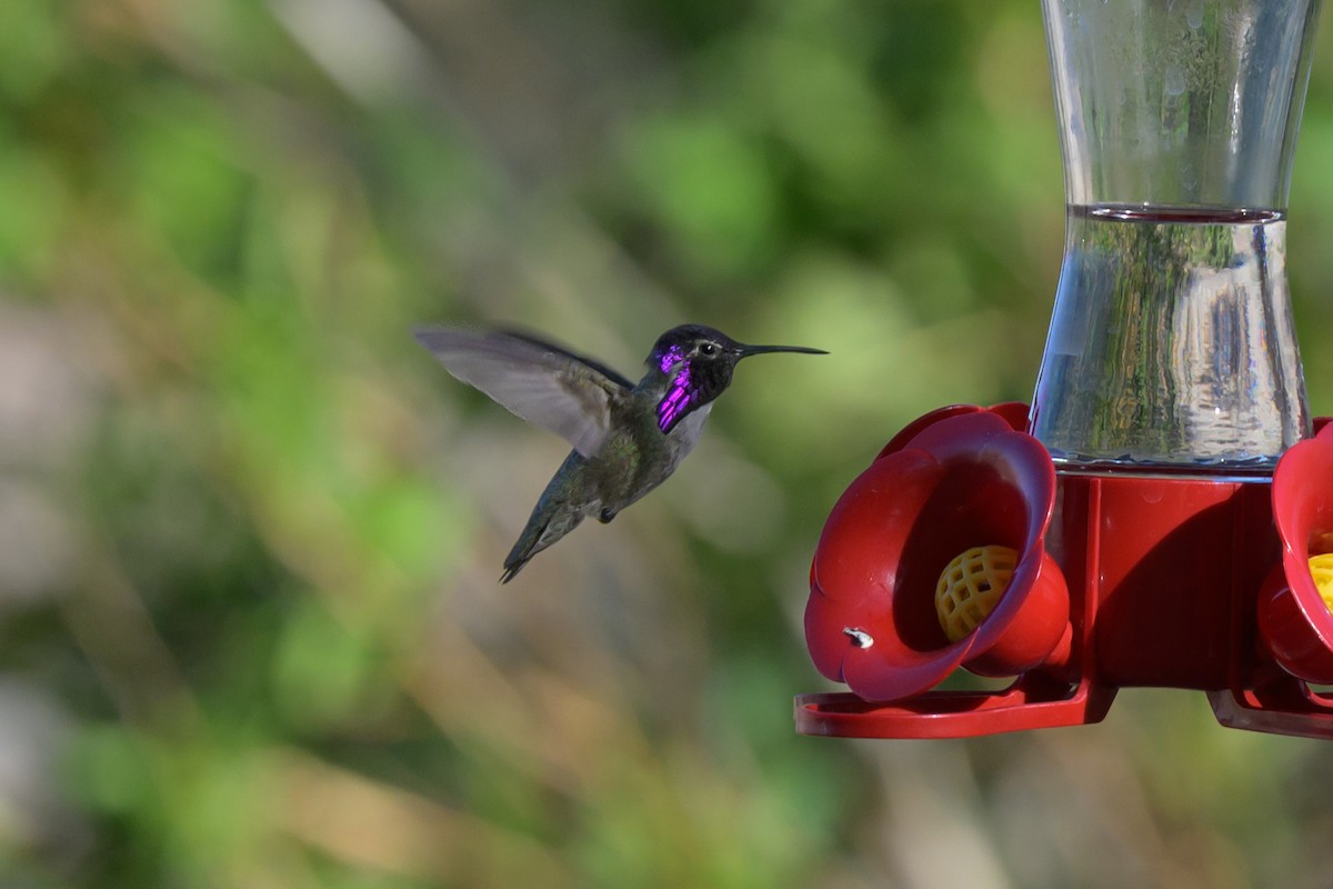 Costa's Hummingbird - ML617236156