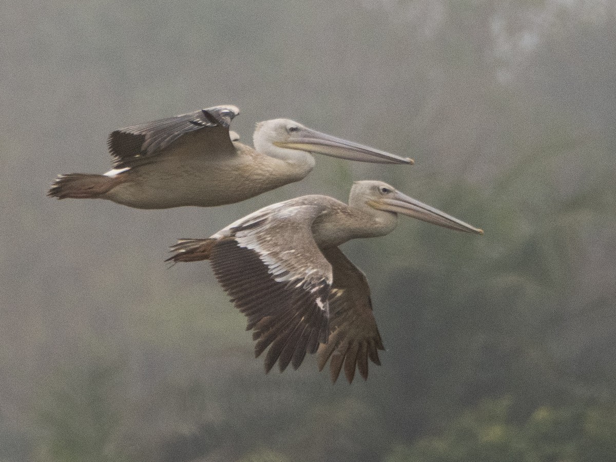 Pink-backed Pelican - Gavin Ailes