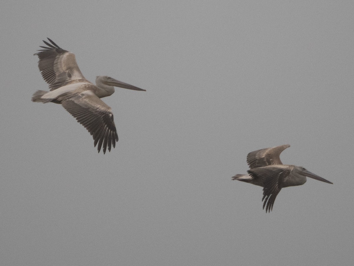 Pink-backed Pelican - ML617236164