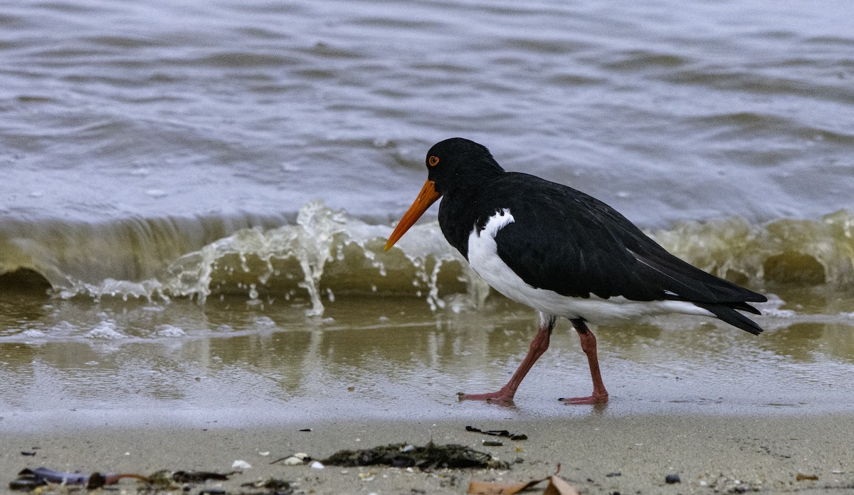 Pied Oystercatcher - ML617236178