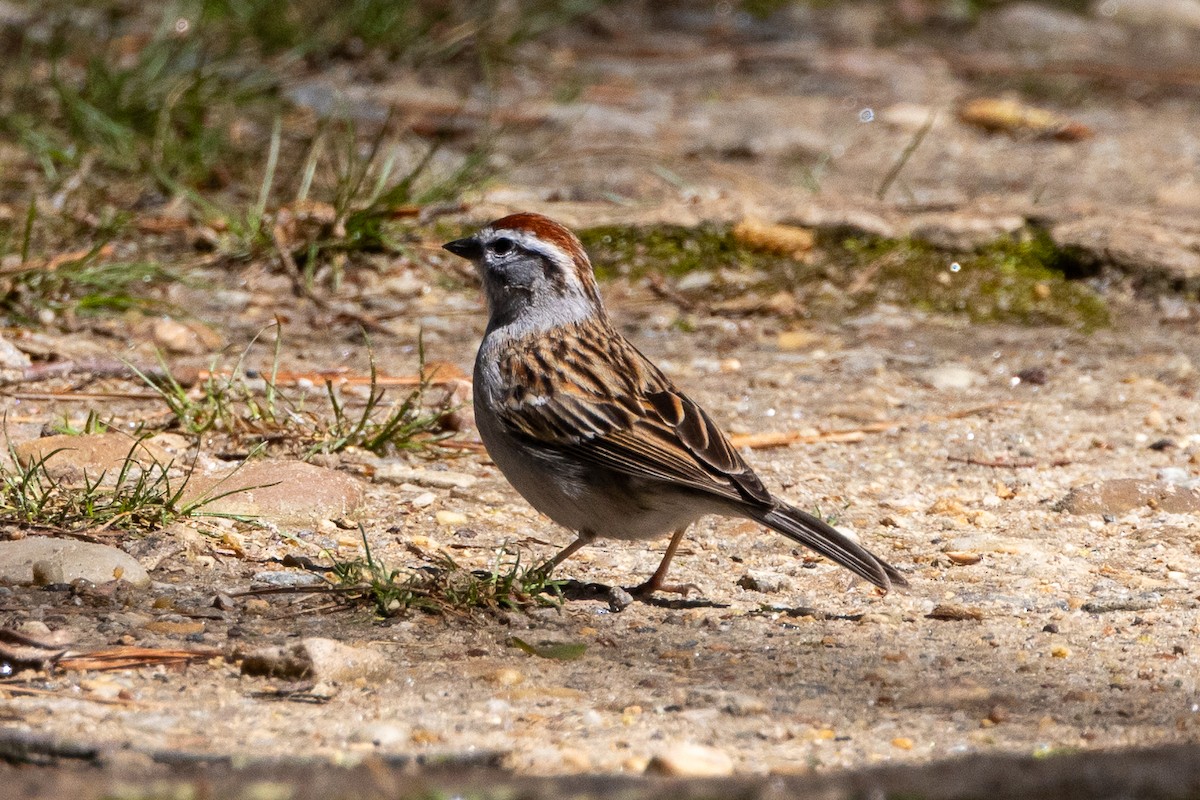 Chipping Sparrow - ML617236201