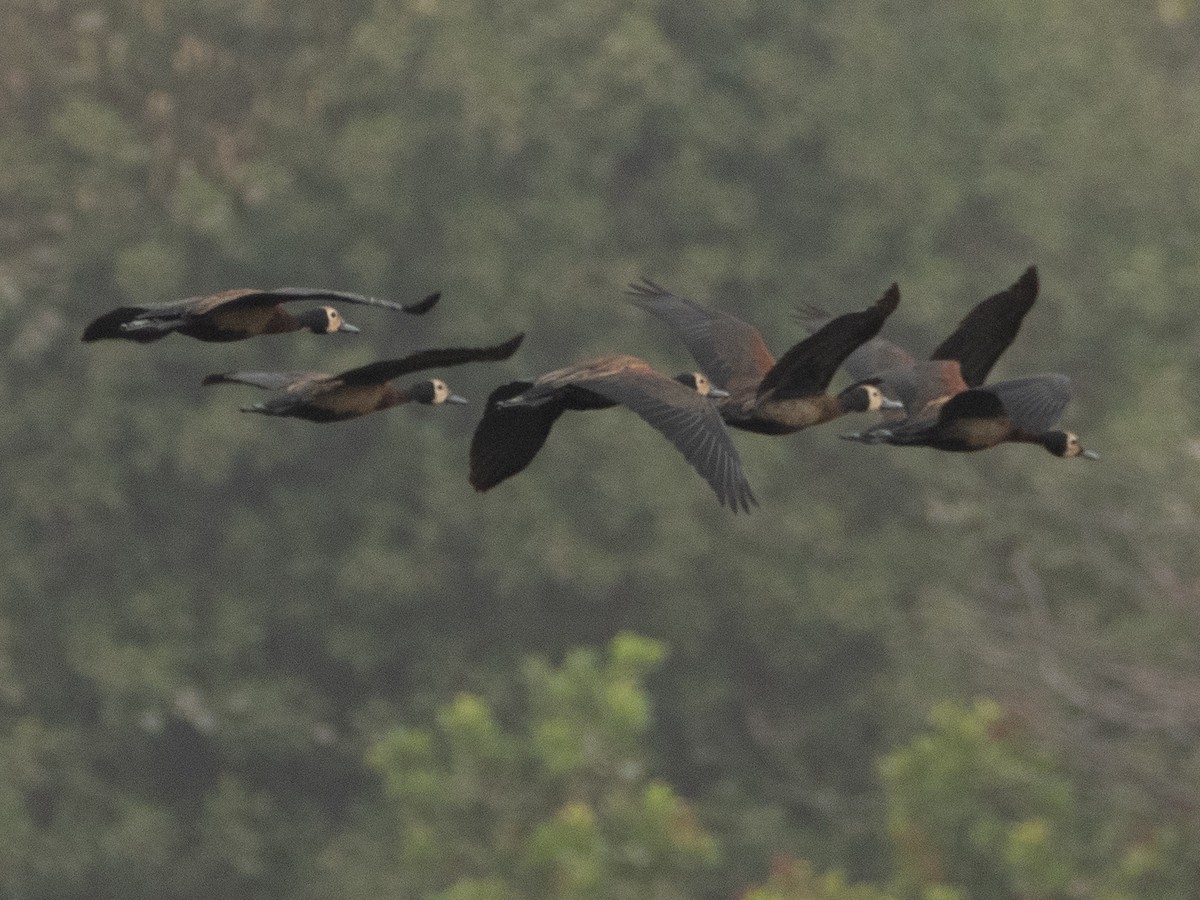 White-faced Whistling-Duck - ML617236219