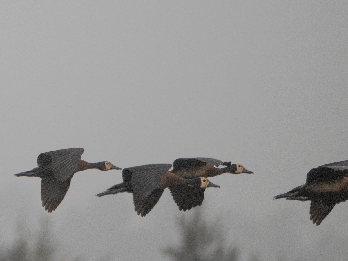 White-faced Whistling-Duck - ML617236220