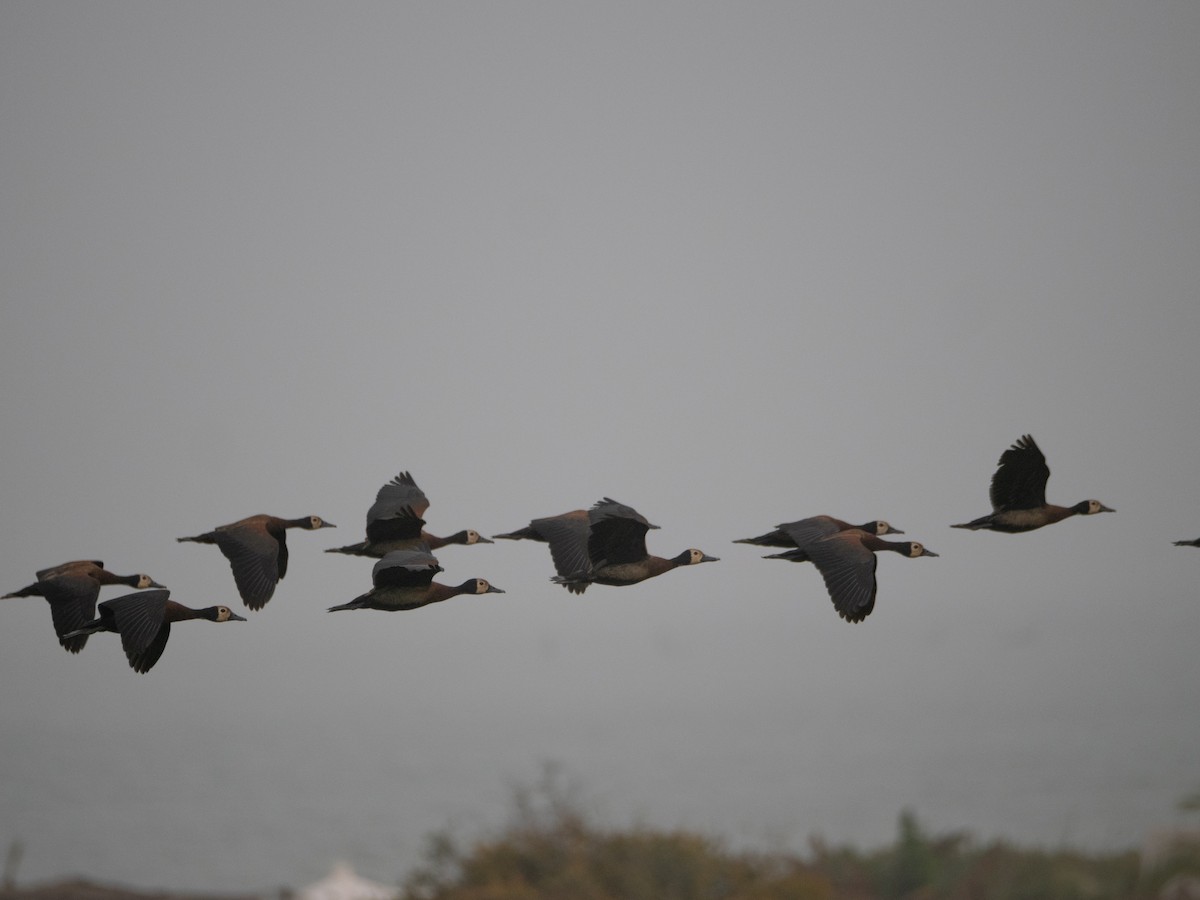 White-faced Whistling-Duck - ML617236221