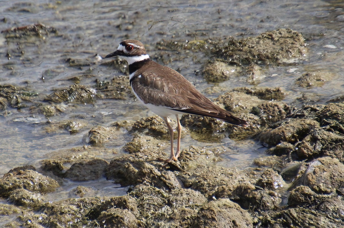 Killdeer - ML617236222