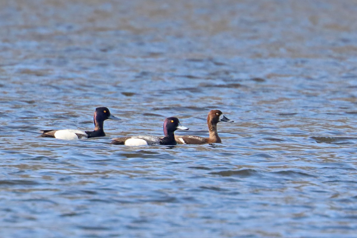 Lesser Scaup - John Landis