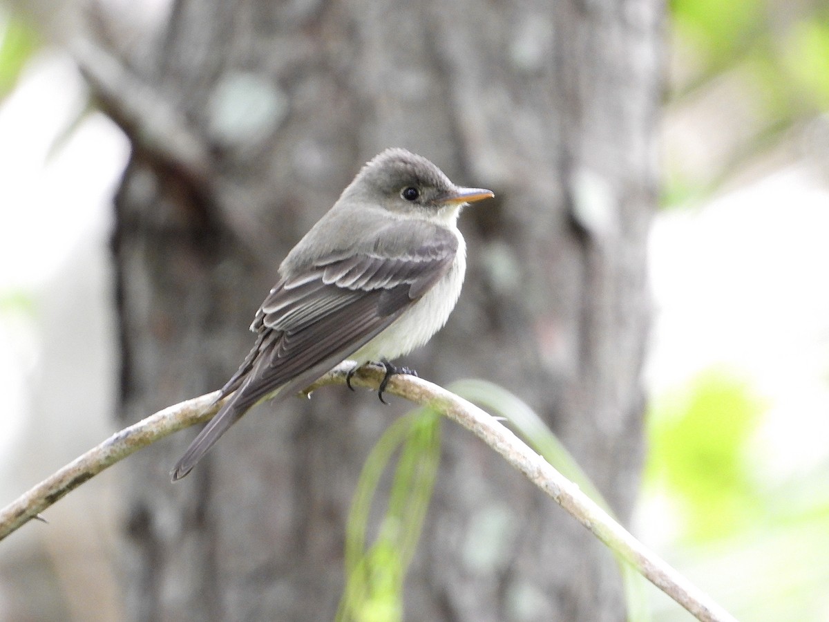 Eastern Wood-Pewee - ML617236234