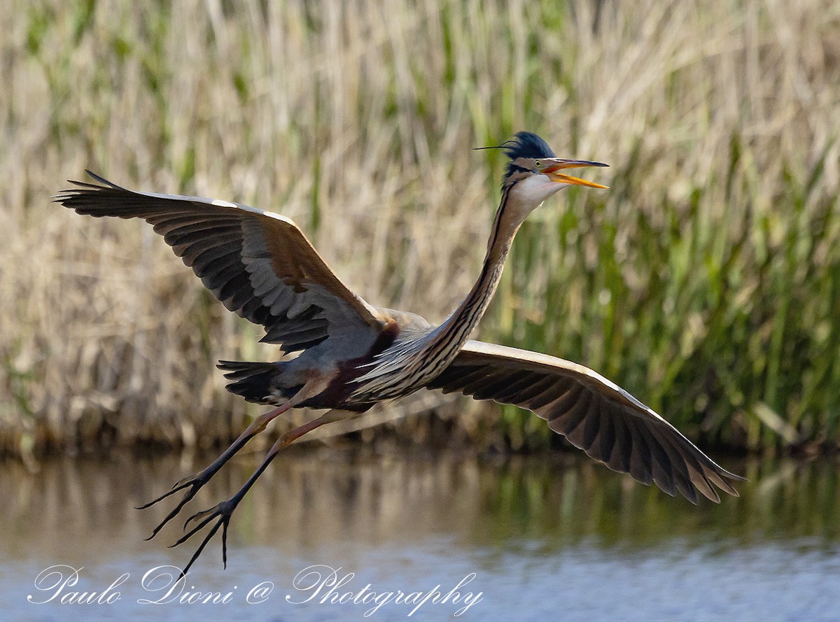 Purple Heron - Paulo Dioni