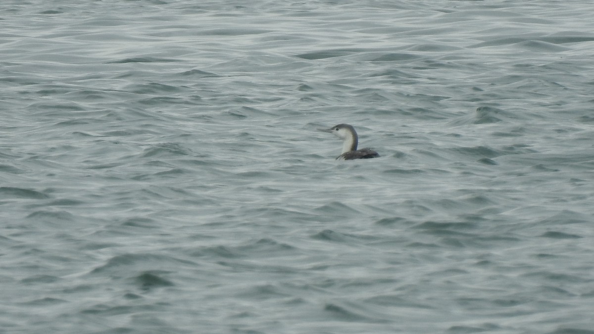 Red-throated Loon - ML617236253