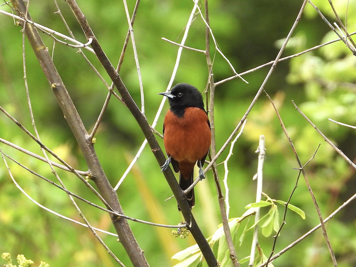 Orchard Oriole - ML617236255