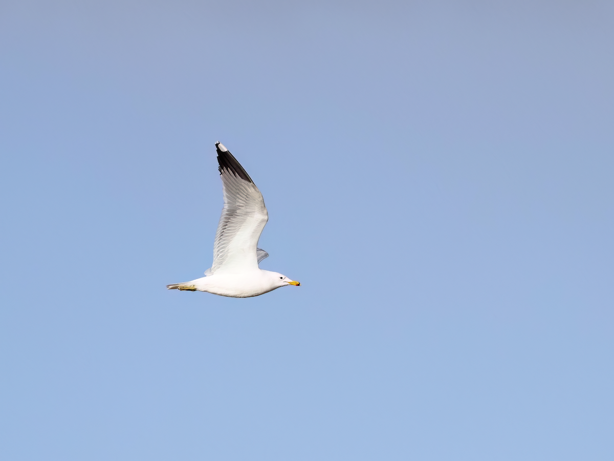 California Gull - ML617236257