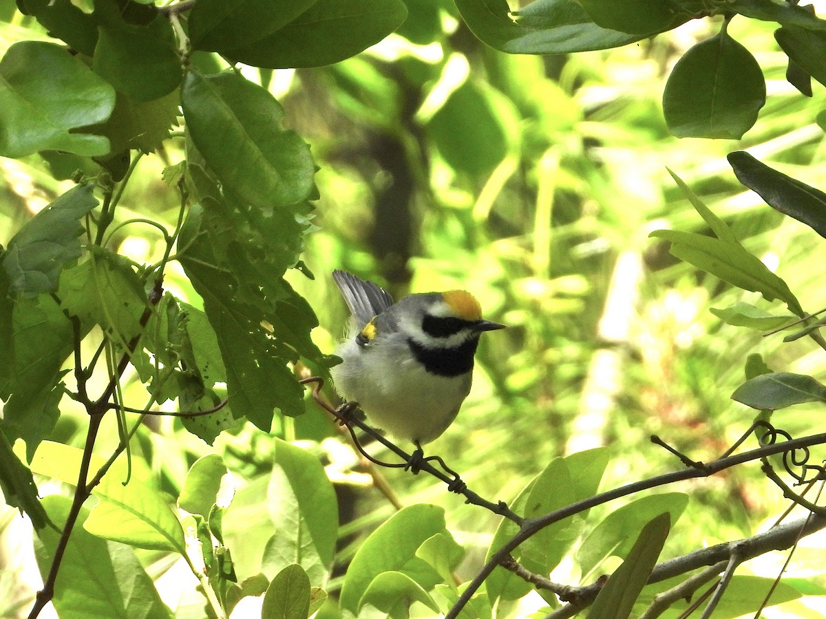 Golden-winged Warbler - ML617236266