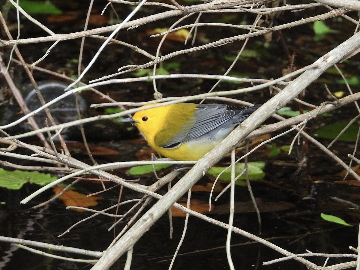 Prothonotary Warbler - ML617236277