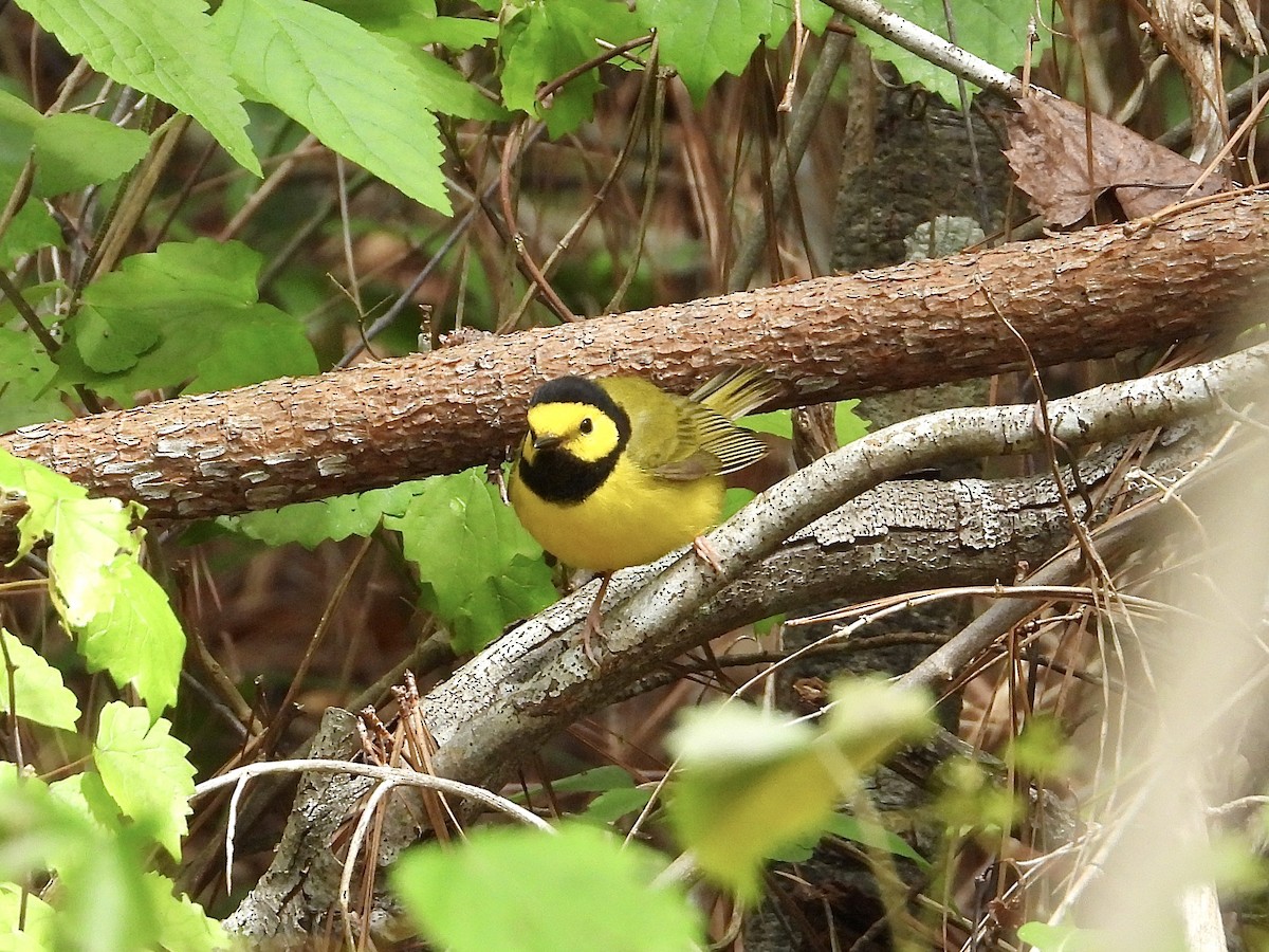 Hooded Warbler - ML617236289