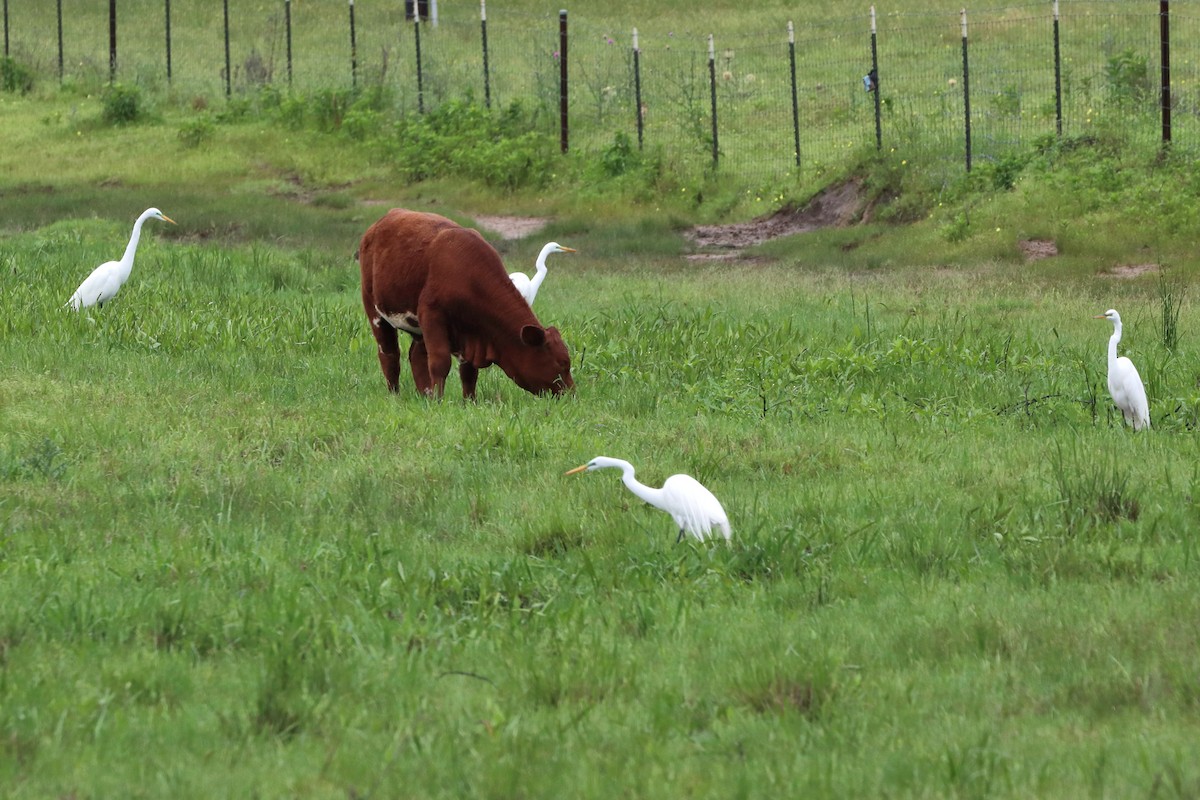 Great Egret - ML617236291