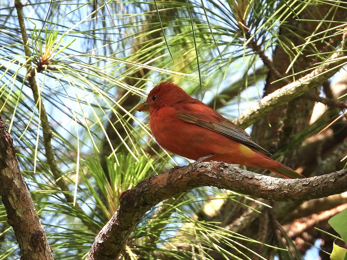 Summer Tanager - ML617236293