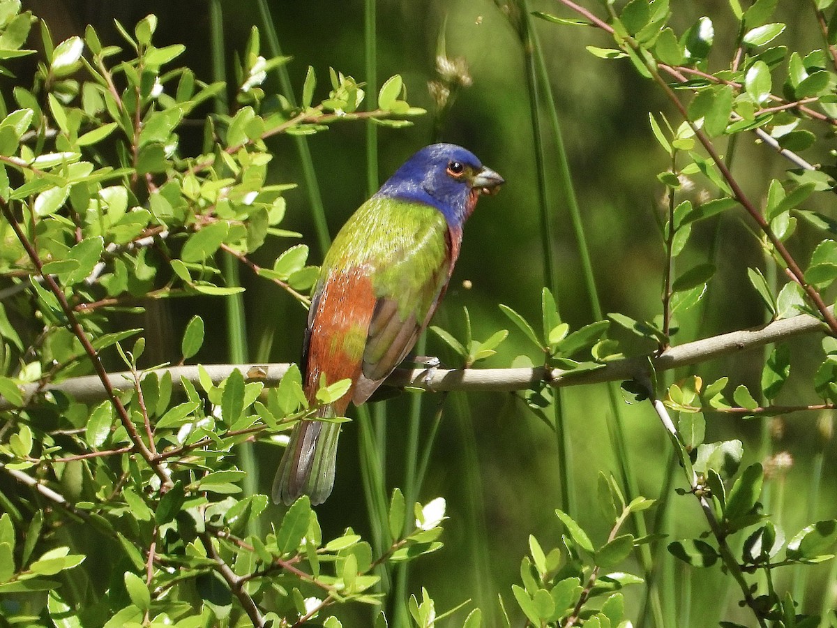 Painted Bunting - Ivory Reinert