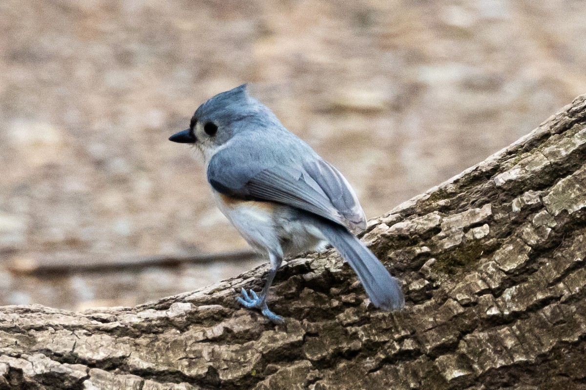 Tufted Titmouse - KIRK BELLER